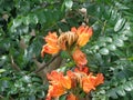 Spathodea campanulata Kiacret, African tulip, fountain tree, pichkari, Nandi flame, World`s Worst invaders, Nile flame, squirt tr