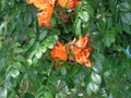 Spathodea campanulata Kiacret, African tulip, fountain tree, pichkari, Nandi flame, World`s Worst invaders, Nile flame, squirt tr