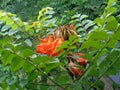 Spathodea campanulata Kiacret, African tulip, fountain tree, pichkari, Nandi flame, World`s Worst invaders, Nile flame, squirt tr