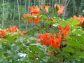 Spathodea campanulata Kiacret, African tulip, fountain tree, pichkari, Nandi flame, World`s Worst invaders, Nile flame, squirt tr