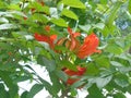 Spathodea campanulata Kiacret, African tulip, fountain tree, pichkari, Nandi flame, World`s Worst invaders, Nile flame, squirt tr