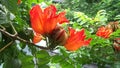 Spathodea campanulata Kiacret, African tulip, fountain tree, pichkari, Nandi flame, World`s Worst invaders, Nile flame, squirt tr