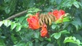 Spathodea campanulata Kiacret, African tulip, fountain tree, pichkari, Nandi flame, World`s Worst invaders, Nile flame, squirt tr