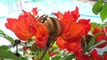 Spathodea campanulata Kiacret, African tulip, fountain tree, pichkari, Nandi flame, World`s Worst invaders, Nile flame, squirt tr