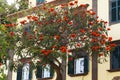 Spathodea Campanulata known as African Tulip Tree in Funchal, Madeira