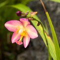 Spathoglottis Jane Goodall Royalty Free Stock Photo