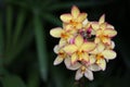 Spathoglottis orchid Mello Yellow flowers