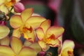 Spathoglottis orchid Mello Yellow flowers