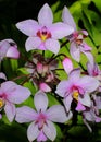 Spathoglottis papuana. Common papuan orchid Royalty Free Stock Photo