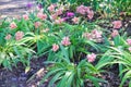 Spathoglottis plicata blume flower with green leaf or colorful pink ground orchid blooming on ground in garden background