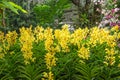 Group of yellow orchid in garden