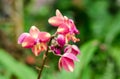 Pink flower of Spathoglottis plicata Blume orchid