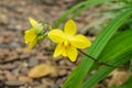 Yellow flower of Spathoglottis plicata Blume orchid