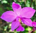 Spathoglottis plicata, commonly known as ground orchid, or the great pulple orchid