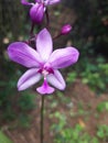 Spathoglottis plicata, commonly known as ground orchid, or the great pulple orchid Royalty Free Stock Photo