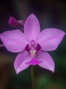 Spathoglottis plicata flower with dari blurry background Royalty Free Stock Photo