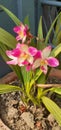 Spathoglottis Plicata Flowers Full Bloom in a Pot