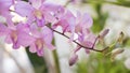 Spathoglottis plicata or large purple orchid, exotic plant, found in tropical or subtropical climates Royalty Free Stock Photo