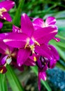 Spathoglottis Plicata pink Orchid flower in Sri Lanka.