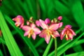 Spathoglottis Plicata pink orchids in the garden.