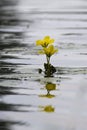 Spatterdock