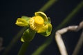 Spatterdock Flower and ovary in Florida Everglades Wetland