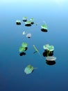 Spatterdock water plants on silky water