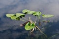 Spatterdock - Nuphar advena - on calm water in pond in Everglades National Park.