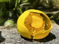 Spatterdock / Nuphar advena / Cow lily, Yellow pond-lily, Amerikanische Teichrose, Biberlilie, Teichmummel, NÃÂ©nuphar d`AmÃÂ©rique Royalty Free Stock Photo