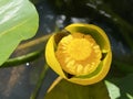 Spatterdock / Nuphar advena / Cow lily, Yellow pond-lily, Amerikanische Teichrose, Biberlilie, Teichmummel, NÃÂ©nuphar d`AmÃÂ©rique