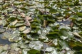 Spatterdock pond liliy