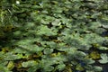 Spatterdock a species of pond lily growing on the Thames in Oxfordshire in the UK