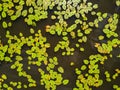 Spatterdock water plant. View from above