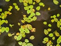 Spatterdock water plant. View from above