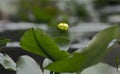 Spatterdock Yellow Flower Lily Pad, Okefenokee Swamp National Wildlife Refuge Royalty Free Stock Photo