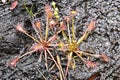 Spatulate Leaf Sundew