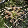 Spatulate Leaf Sundew