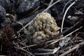 Spawn ball of a common whelk, Buccinum undatum or Wellhornschnecke Royalty Free Stock Photo