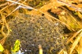 Spawn of a toad in a pond