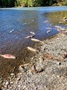 Spawned out salmon in Alaska Royalty Free Stock Photo