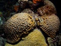 Spawning brain coral in Bonaire, Caribbean Netherlands. Diving holiday