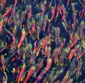 Spawning Kokanee Salmon Royalty Free Stock Photo