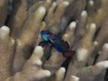 Spawning mandarinfish 01 Royalty Free Stock Photo