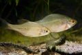 Spawning pair of European bitterling, Rhodeus amarus, beautiful ornamental adult fish in a coldwater temperate freshwater biotope Royalty Free Stock Photo