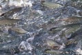 Spawning salmon Royalty Free Stock Photo