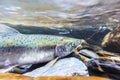 Spawning salmon