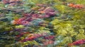 Spawning Salmon Abstract Royalty Free Stock Photo