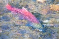 Spawning salmon in Alaska Royalty Free Stock Photo