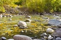 Spawning salmon dying at the end of a long journey.