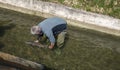 Spawning salmon fish in the pond